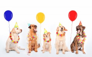 happy-birthday-pictures-with-dogs (600x373)